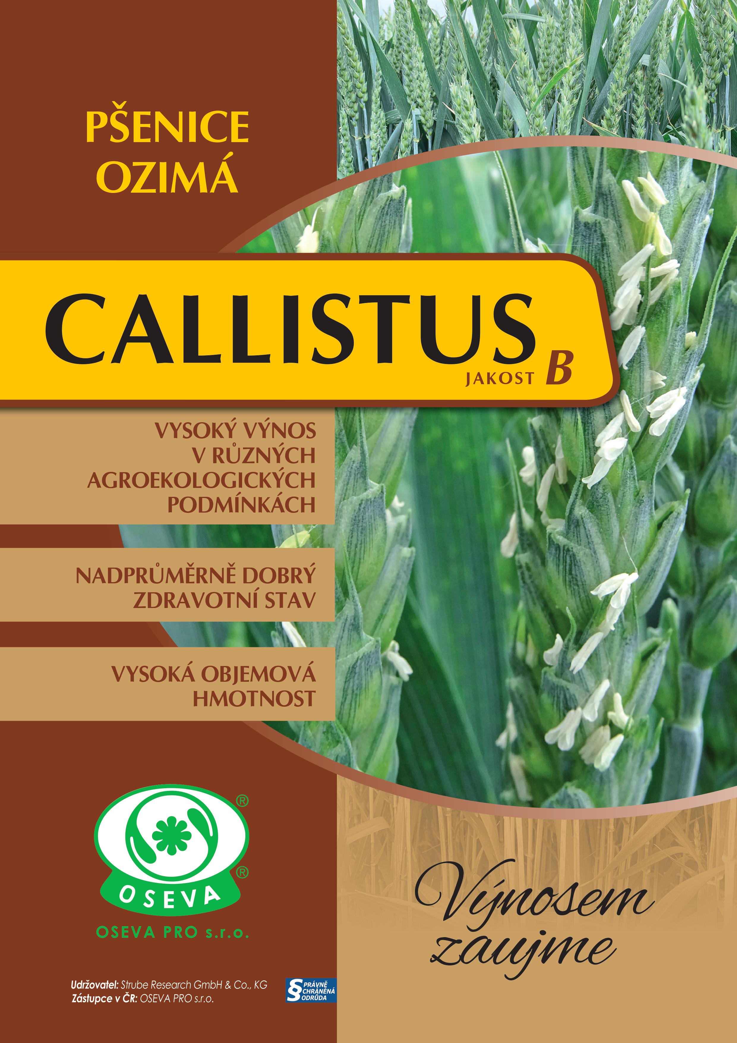 Pšenice ozimá - callistus
